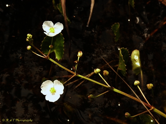 {Sagittaria isoetiformis}